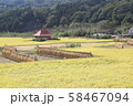 稲束干し２０１９０８ 58467094
