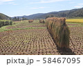 稲束干し２０１９０９ 58467095