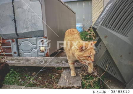 散歩する野良猫 散歩する野良猫 58468319
