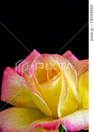 黒背景のピンクと黄色のバラの写真素材