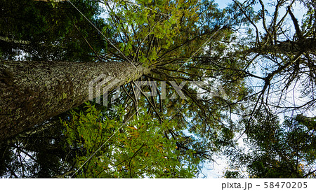 尾瀬登山道から見上げる 58470205