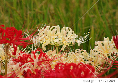 秋の田園の花:ヒガンバナ:曼珠沙華:赤:白色 秋の田園の花:ヒガンバナ:曼珠沙華:赤:白色 58471064