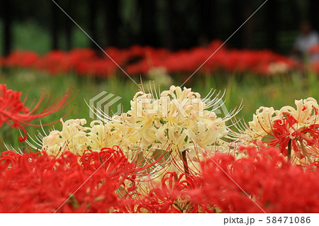 秋の田園の花:ヒガンバナ:曼珠沙華:赤:白色 秋の田園の花:ヒガンバナ:曼珠沙華:赤:白色 58471086