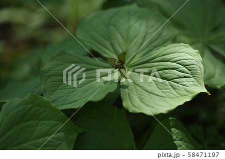 延齢草 延齢草 58471197