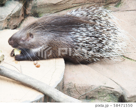 ヤマアラシ 58471550