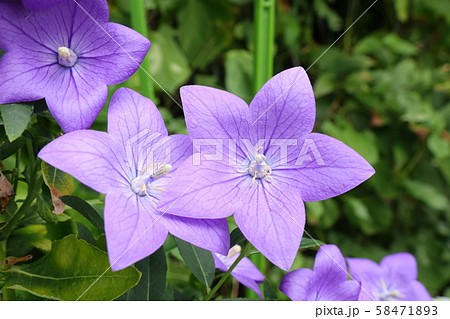 花壇の秋の花 桔梗 キキョウの写真素材