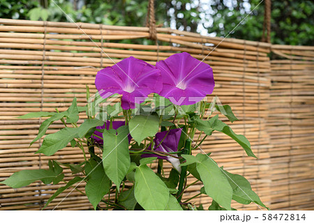 変化朝顔262 58472814