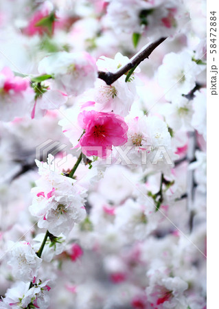 花桃の花　弁慶枝垂れ 58472884