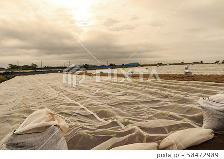 大根畑（秋） 58472989