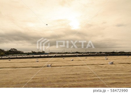 大根畑（秋） 58472990