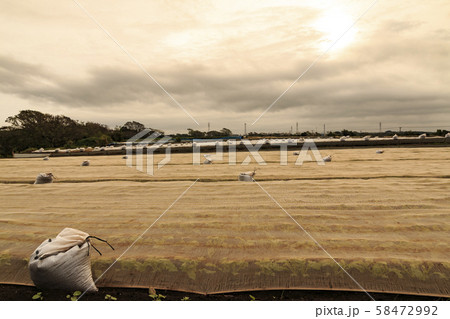 大根畑（秋） 58472992