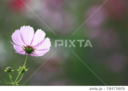 コスモス5056 58473609