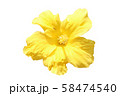 ハワイアンハイビスカス 58474540