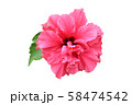 ハワイアンハイビスカス 58474542
