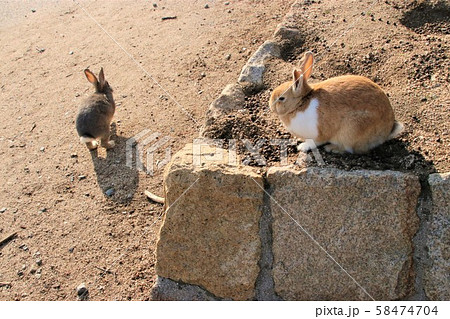 大久野島のうさぎ 大久野島のうさぎ 58474704