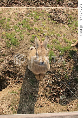 立ち上がるうさぎ 立ち上がるうさぎ 58474723