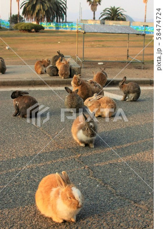 大久野島のうさぎ達 大久野島のうさぎ達 58474724