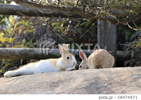 大久野島のうさぎ 大久野島のうさぎ 58474971