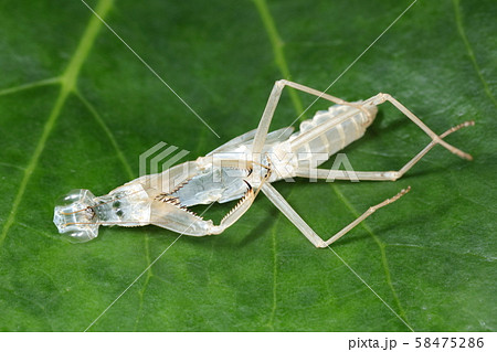 カマキリの抜け殻の写真素材