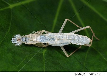 カマキリの抜け殻の写真素材