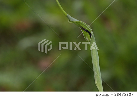 自然 植物 カラスビシャク 小さな仏炎苞の姿を柄杓に見立てた名前のようですがカラスには小さい の写真素材
