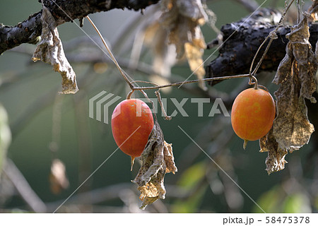 樹上のカラスウリの実 樹上のカラスウリの実 58475378