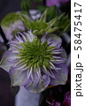 花　　緑色花　くれまちす 58475417