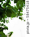 葉　雨の後 58475418