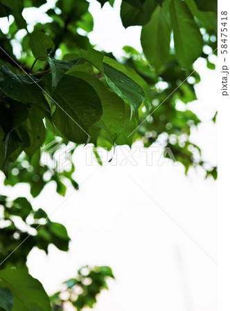 葉　雨の後 58475418