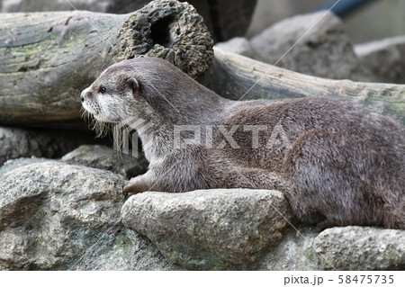 コツメカワウソ49 58475735