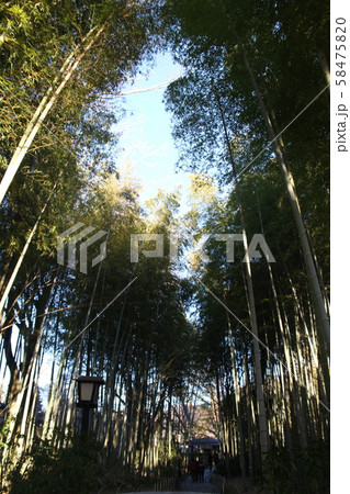 竹の道 竹の道 58475820