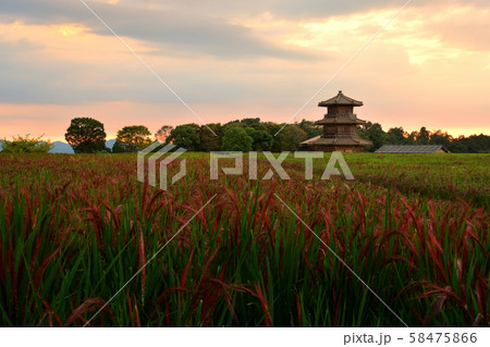赤米と鞠智城 の夕景 58475866