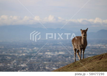 若草山からの眺め 58477290