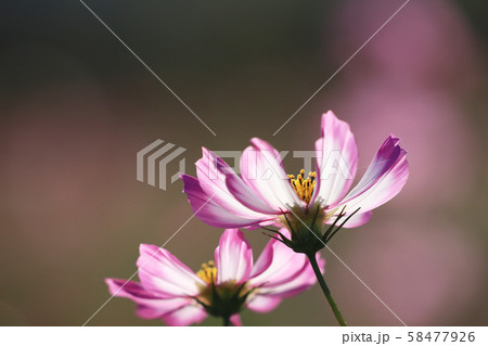 コスモス5839 58477926