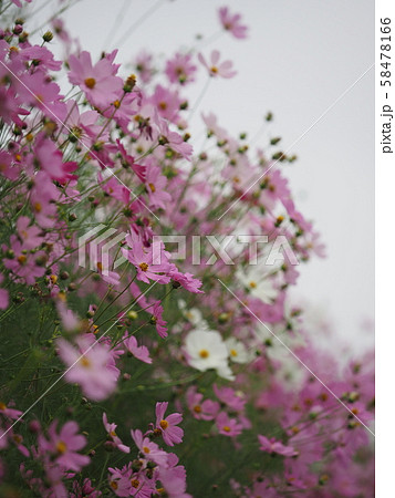 秋桜 秋桜 58478166