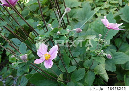 茎が長いシュウメイギクが咲いた 58478246