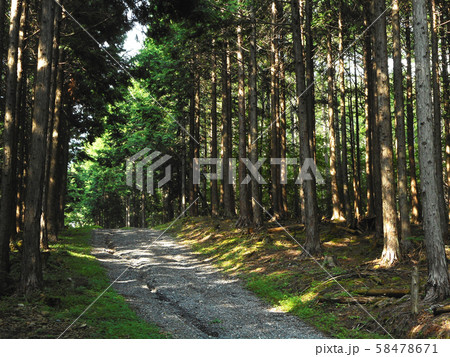 わだちと森 58478671
