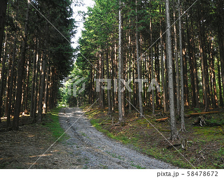 わだちと森 58478672