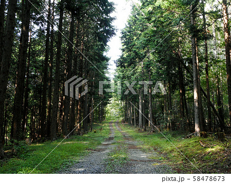 わだちと森 58478673