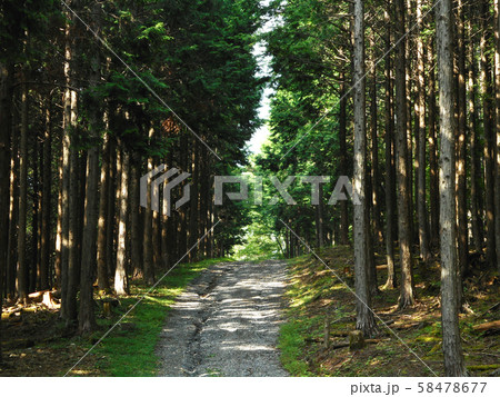わだちと森 58478677