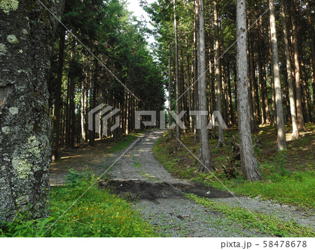 わだちと森 58478678