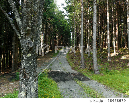 わだちと森 58478679