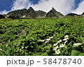 涸沢槍ヶ岳とハクサンイチゲ 58478740