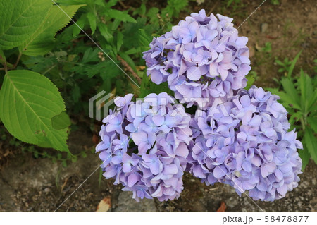 三つ子の紫陽花 三つ子の紫陽花 58478877