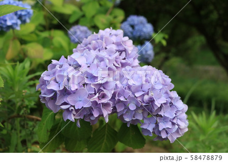 三つ子の紫陽花 三つ子の紫陽花 58478879