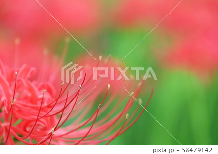 曼殊沙華花びら 曼殊沙華花びら 58479142