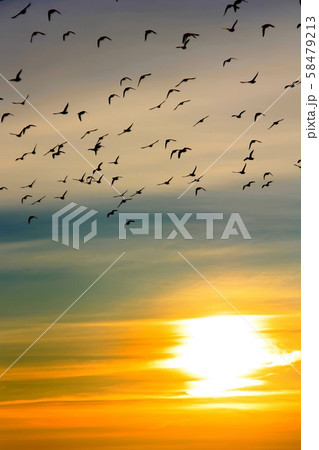 Flock of ducks at sunset over the river. Natural background concept. 58479213