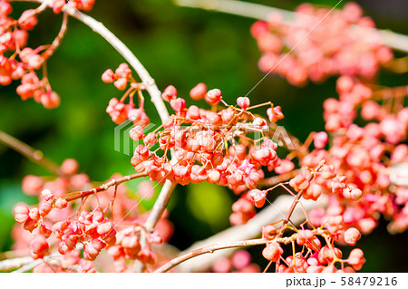 赤く色づいたマユミの実 58479216