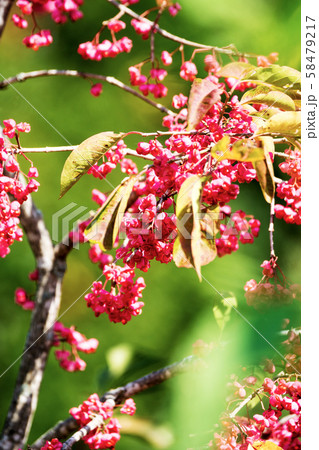 赤く色づいたマユミの実 赤く色づいたマユミの実 58479217