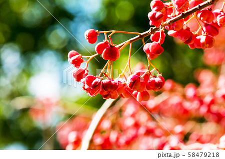 赤く色づいたマユミの実 58479218